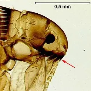 thumbnail for publication: Dog Flea Ctenocephalides canis (Curtis) (Insecta: Siphonaptera: Pulicidae)